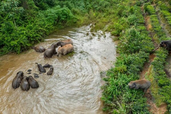 China registra un crecimiento constante de poblaciones raras y amenazadas de flora y fauna