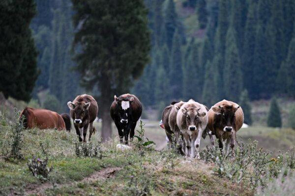 Expertos chinos y mundiales comparten estrategias para la conservación de la biodiversidad en zonas áridas