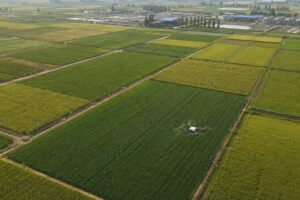 China blinda por ley la protección del suelo agrícola y refuerza su estrategia de seguridad alimentaria